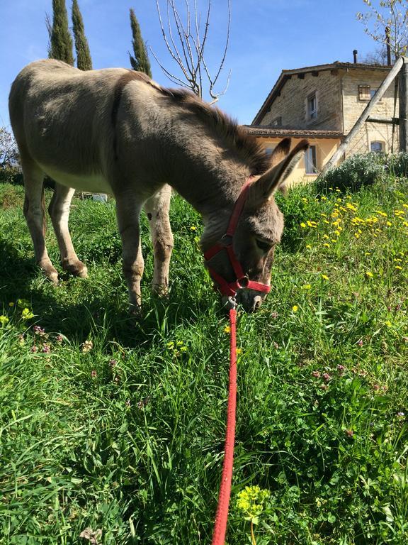 Agriturismo L'Oca Blu Hotel Gubbio Kültér fotó